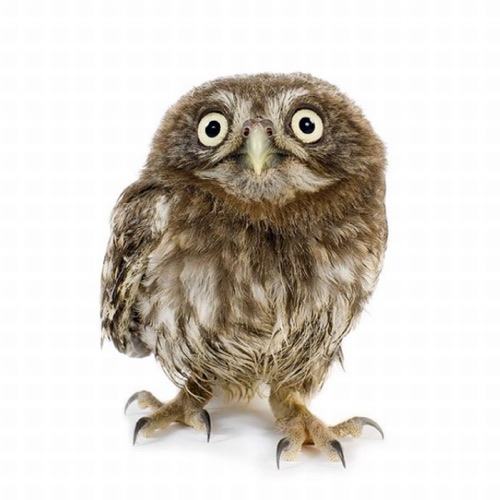 The source photograph: a little owl on white